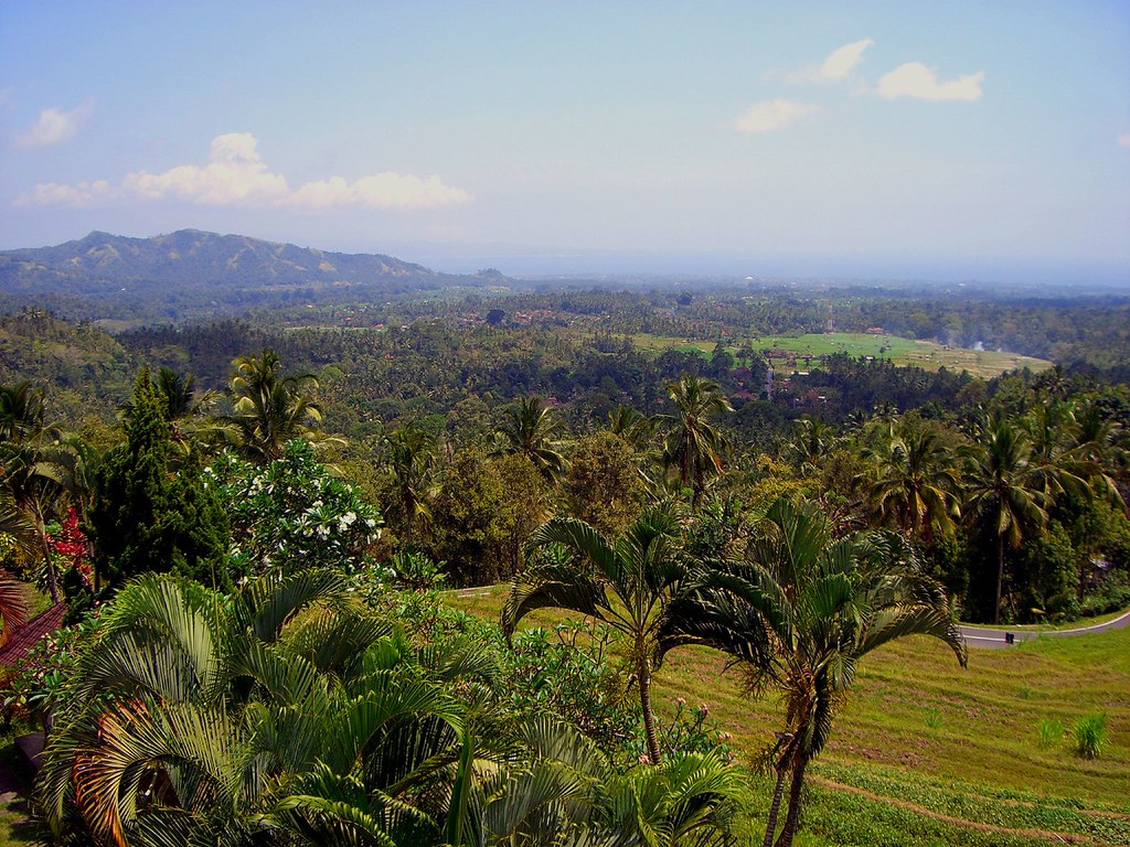 Lush green Bali rice fields