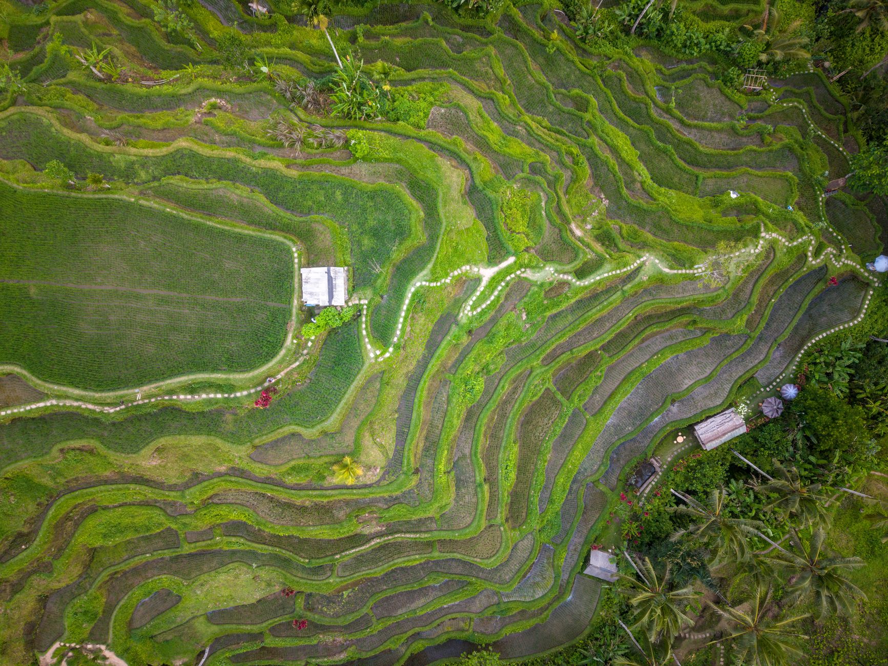 Expansive rolling green terraces of Jatiluwih UNESCO heritage site in Tabanan Bali