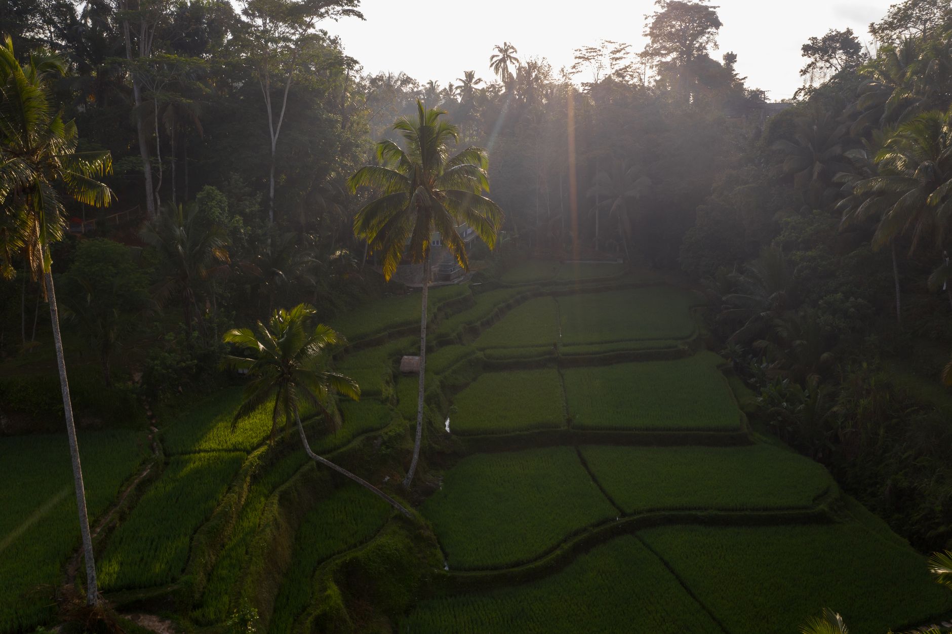 Morning sunbeams piercing through palm trees over mist-covered rice terraces